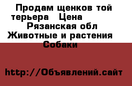 Продам щенков той-терьера › Цена ­ 8 000 - Рязанская обл. Животные и растения » Собаки   